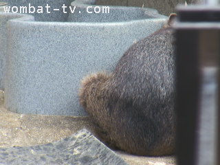 ウォンバット屋外カメラ１